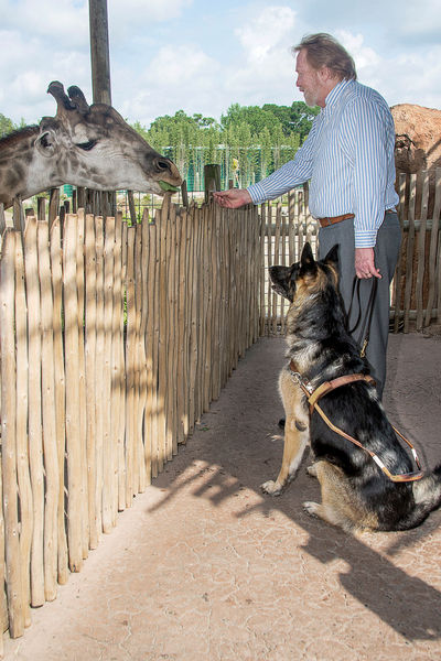 A man with his guide dog feeding a giraffe